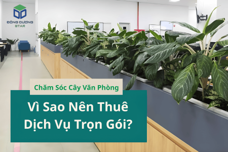 Chăm Sóc Cây Văn Phòng – Vì Sao Nên Thuê Dịch Vụ Trọn Gói?